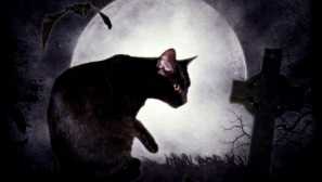 Zašto mačke napustiti dom umrijeti: mišljenje znanstvenika i znakova